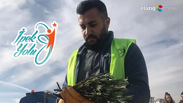 Elazığ'da İpek Yolu gönüllüleri 40bin kök lavanta ekti