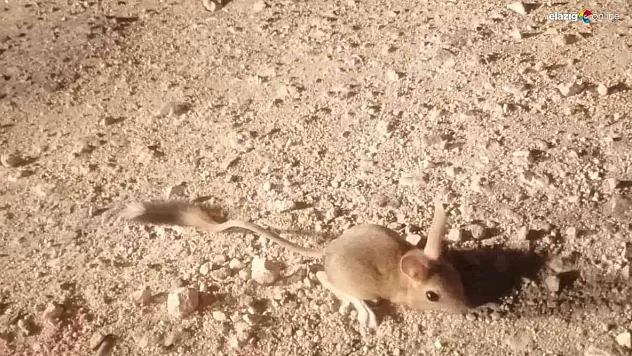 IUCN'nin kırmızı listesinde bulunan Arap tavşanı görüntülendi