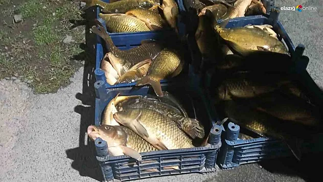 Elazığ'da Kaçak Balık Operasyonu: 210 Kilo Balığa Jandarma El Koydu!