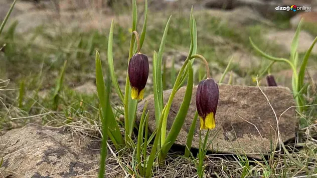 Karakoçan'da Endemik Bitki Türü İçin Bilimsel İnceleme: Yeni Veriler Toplandı!