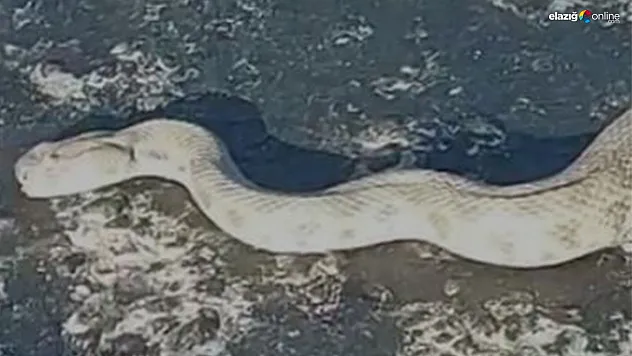 Türkiye'nin En Zehirli Yılanı Elazığ'da Karayoluna İndi!