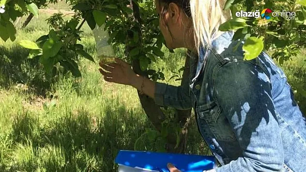 Kayısı ve elma entegre bahçeleri ekipler tarafından kontrol edildi
