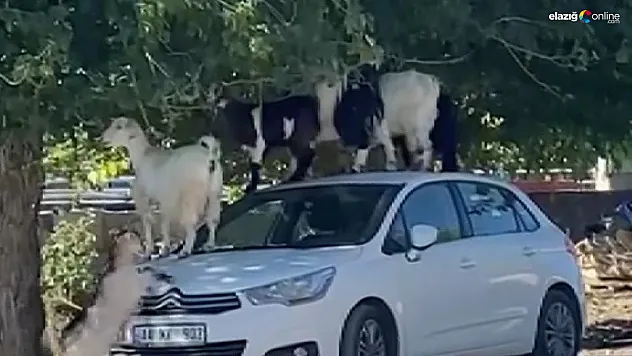 Elazığ'da keçiler otomobilin üzerine çıkarak yaprak yedi