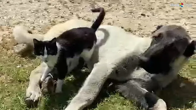 Dostlukları görenleri şaşırtıyor!