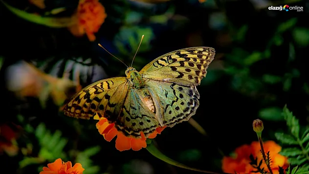 Elazığ'da Kelebeklerin Çiçeklerle Dansı Nefes Kesti!