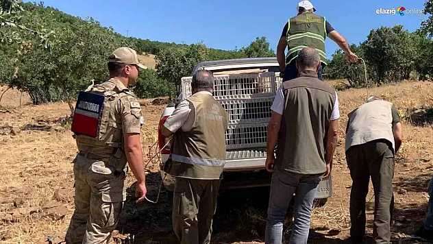 Elazığ'da Kınalı Keklikler Biyolojik Mücadele için Göreve Başladı!