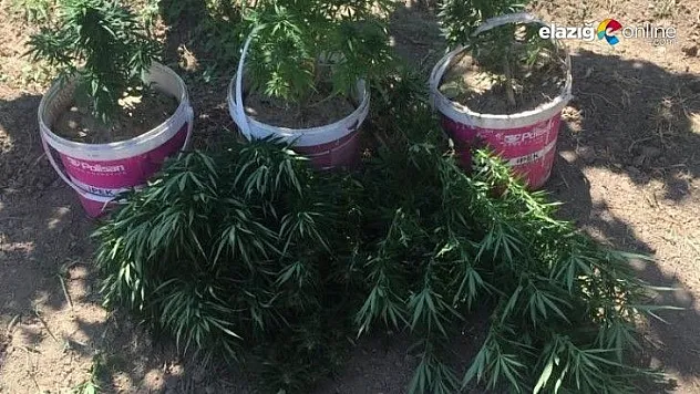 Kenevir eken şüpheli yakalandı