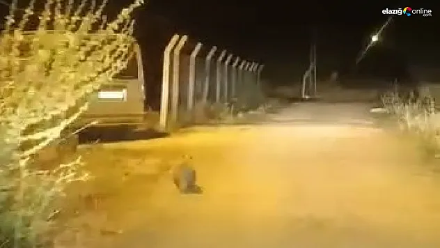 Kırmızı Listedeki Porsuk Elazığ'da Kameraya Takıldı!