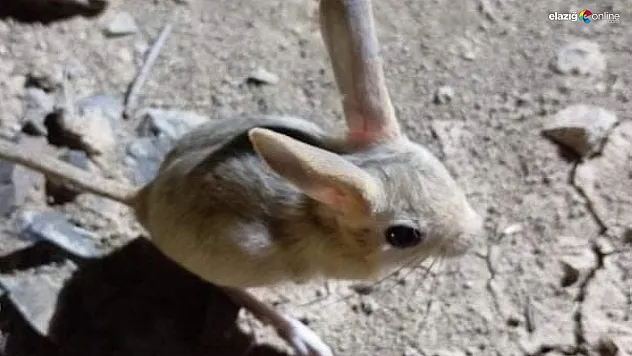 Arap tavşanı bu defa Baskil'de görüntülendi