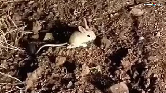 Arap tavşanı Keban'da görüntülendi