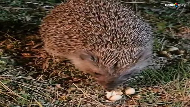 Elazığ'da Renkli Anlar: Kirpi Vatandaşların İkramını Geri Çevirmedi!
