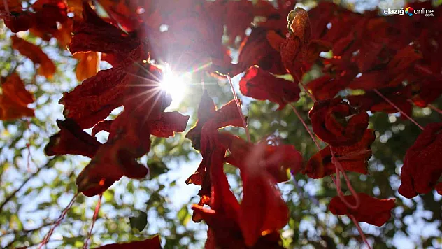 Palu'da Kış Hazırlıkları Başladı! Meşhur Kofik Biberler Asıldı!