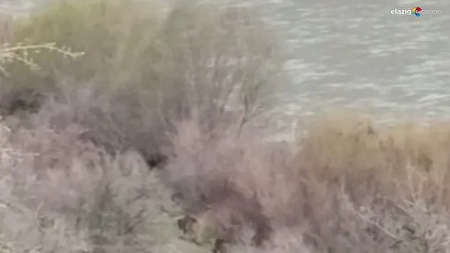 Bozayılar Palu'da kameralara yansıdı