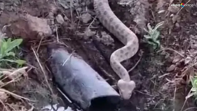 Havalar Isındı, Yılanlar Ortaya Çıktı! Elazığ'da Zehirli Engerek Panik Yarattı!