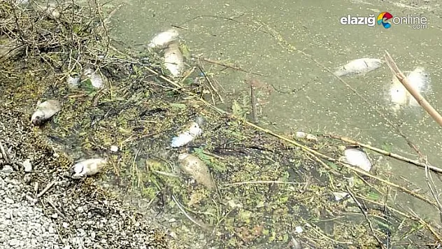 Elazığ'da korkutan balık ölümleri!