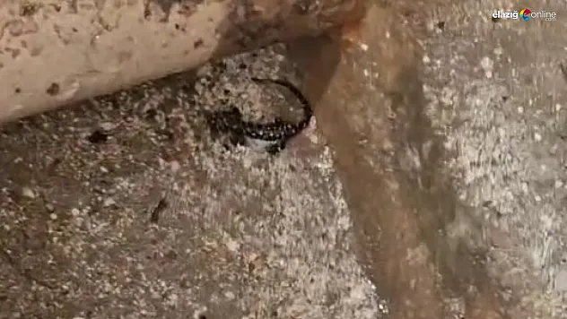 Bu defa Palu'da görüldü