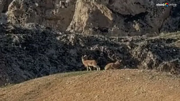 Palu Kalesi'nde Doğa Harikası Dağ Keçileri Kameralarda!