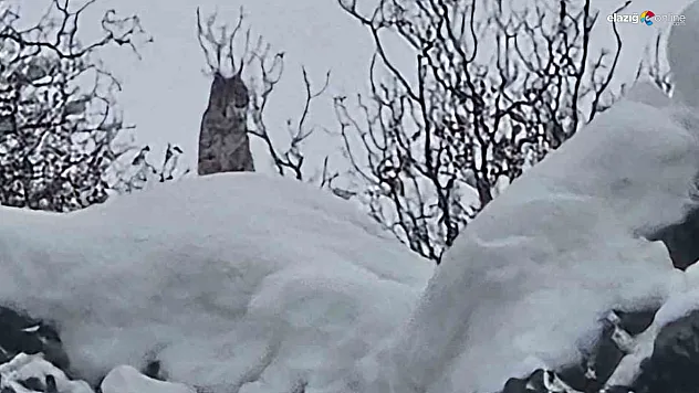 'Ormanın hayaleti' Karakoçan'da iz bıraktı