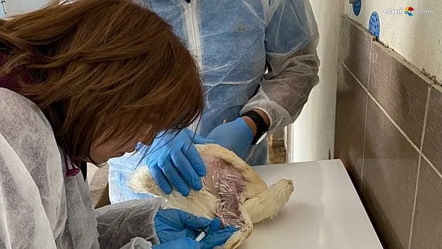 Hayvan sağlığı denetimleri Elazığ genelinde sürüyor