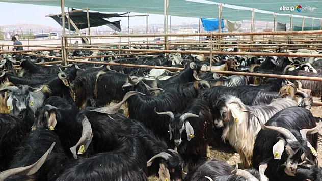 Elazığ'da 15 Dönümlük Kurban Alanı Hazır! İşte Tüm Ayrıntılar!