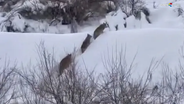 Beyaz örtüde sessiz av: Kurt sürüsünün mezra turu kameraya yansıdı