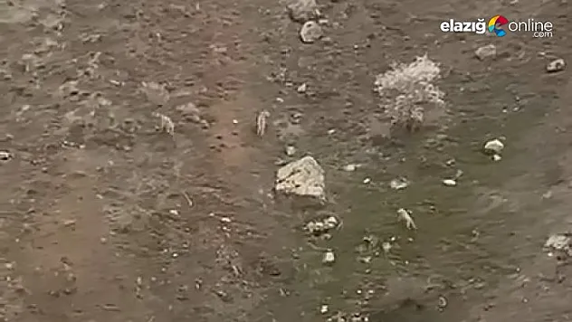 Maden'de kurt sürüsü kameralara yansıdı