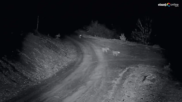 Köye inen kurt sürüsü kameralara yansıdı