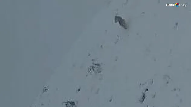 Baskil'de Aç Kalan Kurtlar Köy Girişine Kadar Geldi! İşte O Görüntüler!