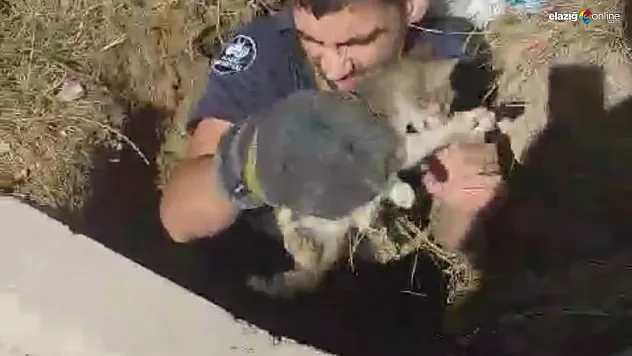 Yavru kedi için ekipler seferber oldu