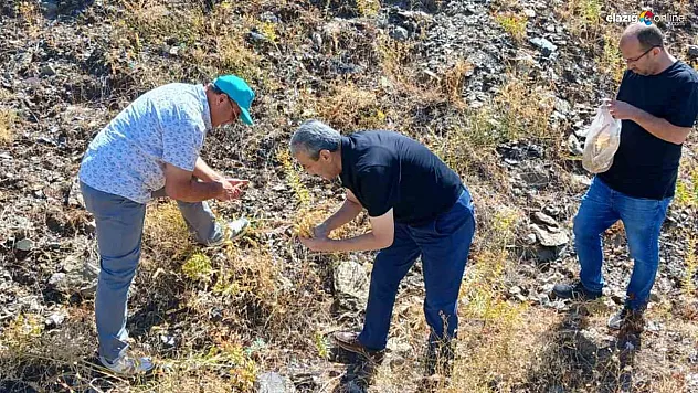 Elazığ'da Gelecek Nesillere Miras: Maden Çayı Bitkisi Koruma Altına Alınıyor!
