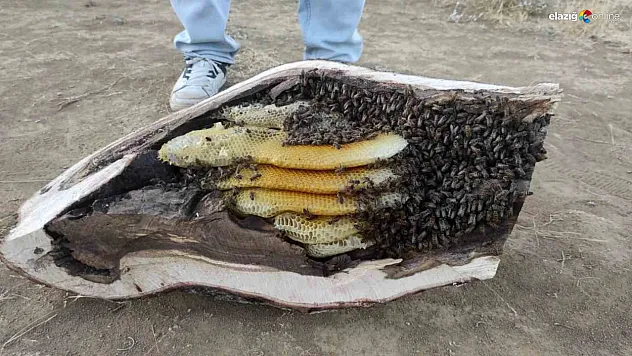 Arıların İzini Sürdü, Doğal Bal Kaynağına Ulaştı! İşte Doğal Yaşamın Eşsiz Hediyesi!