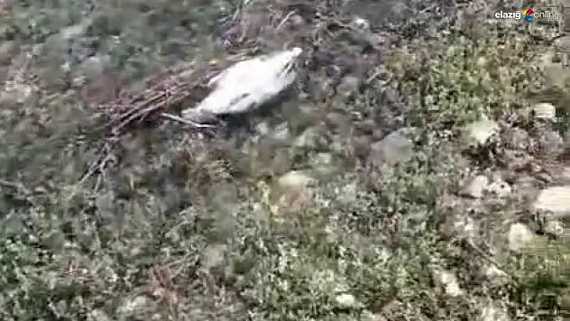 Ağın'daki martı ölümlerinin nedeni ortaya çıktı