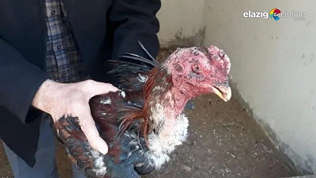 Elazığ'da metruk binada horoz dövüşü yaptıran şahıslar yakalandı