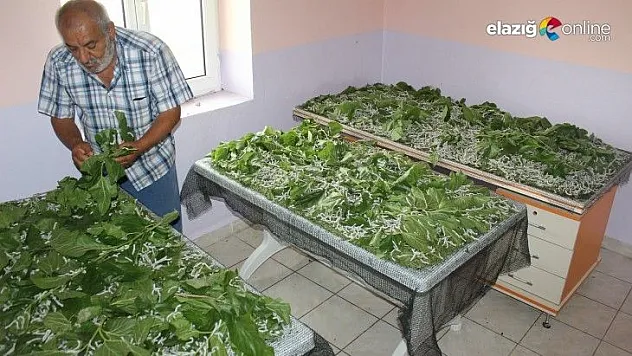 Elazığ'da muhtar, teşvik için İpek böcekçiliği yapmaya başladı