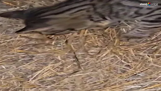 Elazığ'da Nefes Kesen Anlar: Kedi ile Zehirli Sarıkız Örümceği Mücadelesi Kamerada!