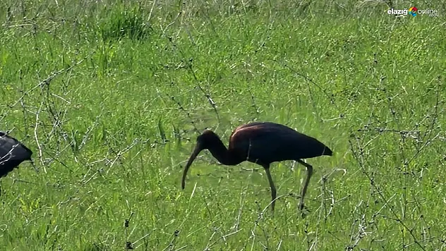 Karakoçan İlçesinde Nesli Azalan Çeltikçi Kuşu İlk Kez Kaydedildi!