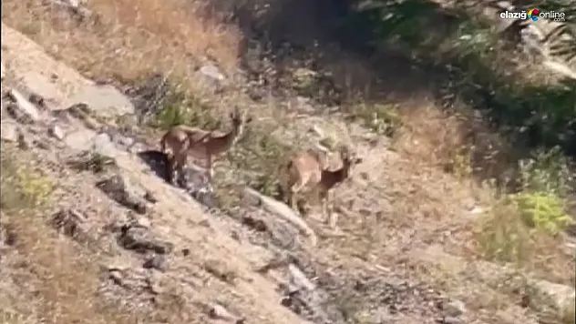 Dağ keçileri Harput'a kadar indi