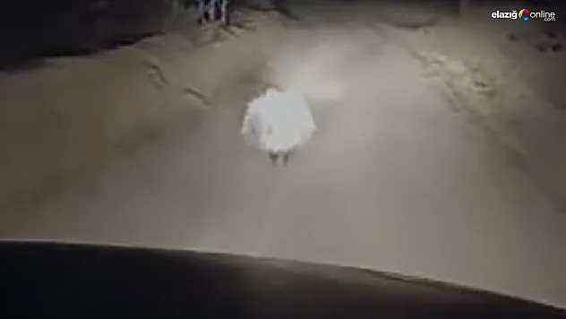 Kırmızı listedeki oklu kirpi kameralara yansıdı!