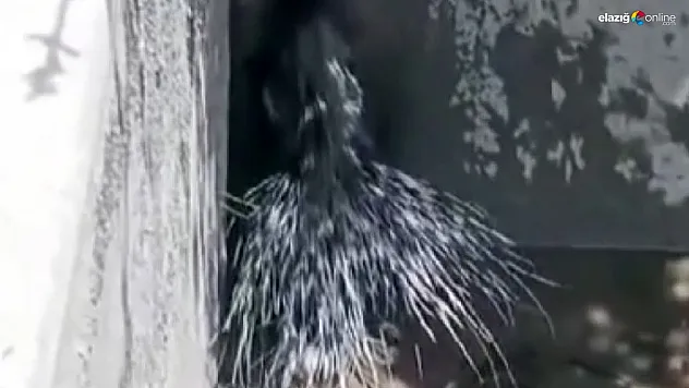 Elazığ'da nadide bir tür daha görüntülendi