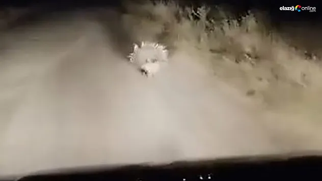 Türkiye'de Nadiren Görülen Oklu Kirpi Elazığ'da Görüldü!