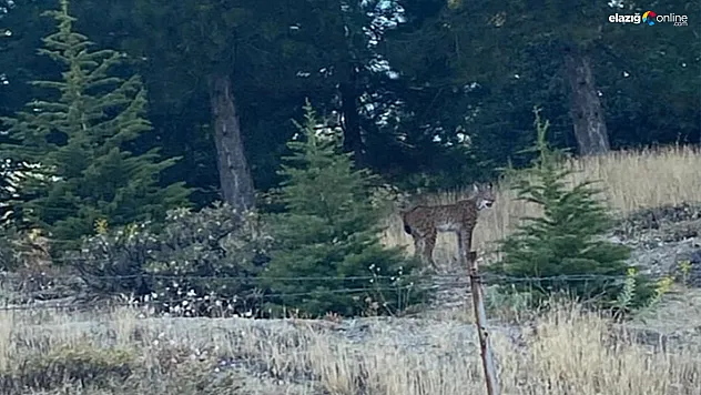 Elazığ'da Doğal Hayatın Nadide Üyesi Vaşak Görüntülendi!