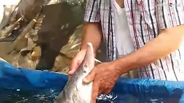 Palu Murat Nehri'nde 2 Milyon Liralık Balık Heyecanı!