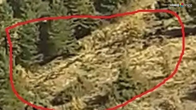 Elazığ'da onlarca yaban domuzu cep telefonuyla görüntülendi