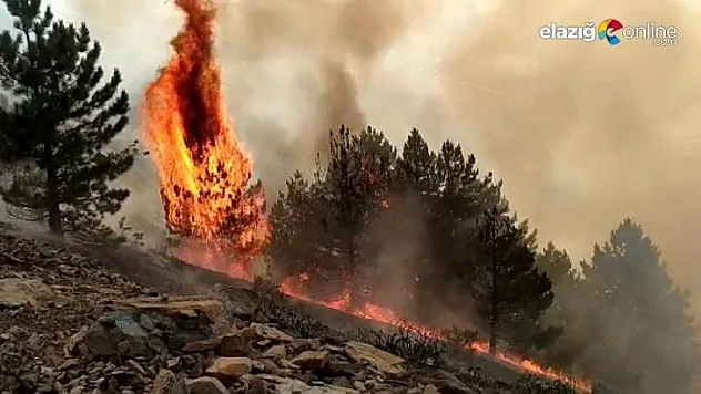 Elazığ'da orman yangını