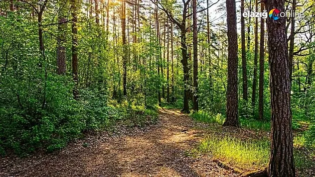 Elazığ'da ormanlık alanlara girişler yasaklandı