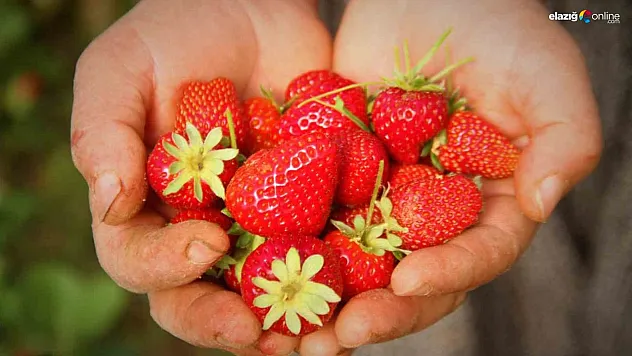 Elazığ'da örtü altı çileğin ilk hasadı gerçekleşti