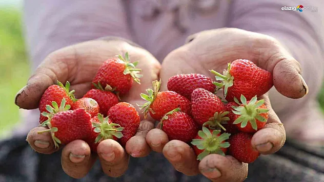 Elazığ'da yılın ilk örtü altı çileği toplandı