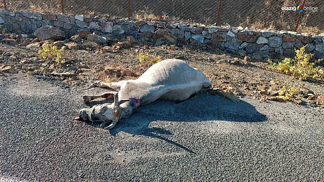 Elazığ-Arıcak Karayolu'nda Kaza: Yola Aniden Çıkan Ata Otomobil Çarptı!