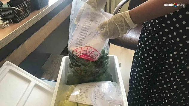 Elazığ Tarım İl Müdürlüğü Hasat Öncesi Pestisit Analizleriyle Sağlıklı Tarımı Destekliyor!