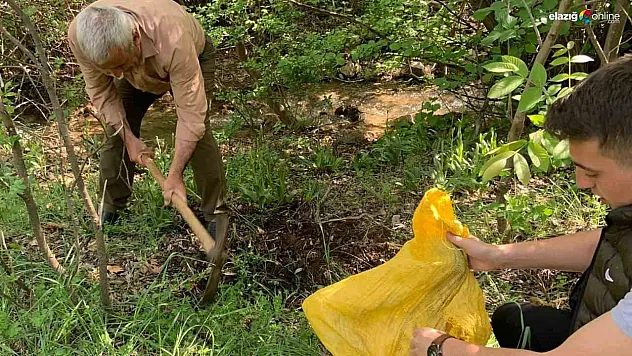 Salep soğanı toplamak pahalıya patladı!